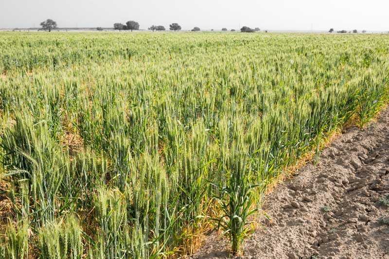 Wheat crop in Tanosar 'khadin' in Jaisalmer district, Rajasthan